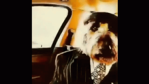 A Dog Wearing A Suit And Tie Is Sitting In The Back Seat Of A Car . GIF