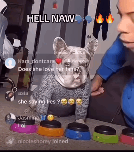 a dog wearing a sweater is surrounded by bowls with buttons and a caption that says hell naw