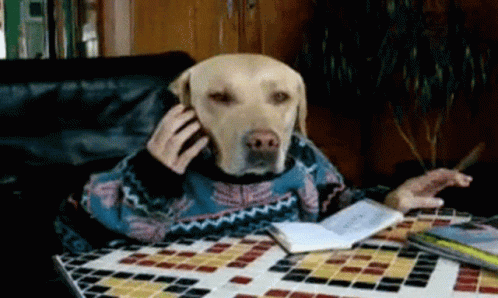 A Dog Wearing A Sweater Is Talking On A Phone GIF