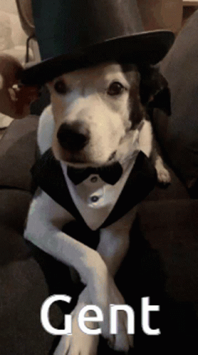 A Dog Wearing A Top Hat And Bow Tie Is Sitting On A Couch And Says Gent GIF