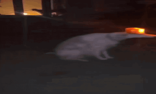 A Dog Wearing A Top Hat With A Light On It GIF