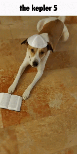 A Dog Wearing A White Hat Is Laying On A Tiled Floor Next To An Open Book With The Caption The Kepler 5 GIF
