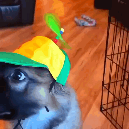 a dog wearing a yellow and green hat with a green propeller on it