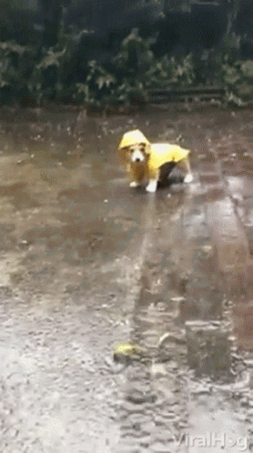A Dog Wearing A Yellow Raincoat Is Walking Through A Puddle Of Water GIF