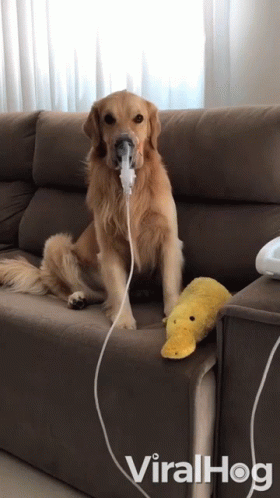 A Dog Wearing An Oxygen Mask Sits On A Couch GIF