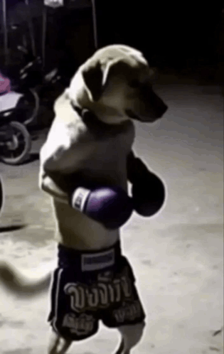 a dog wearing boxing gloves and shorts that say ' boxing '