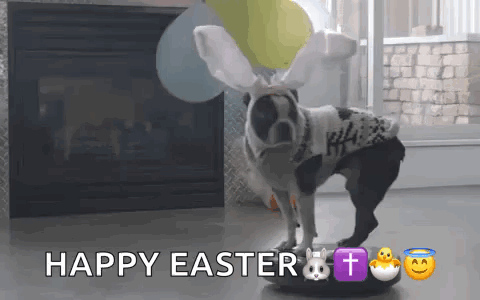 A Dog Wearing Bunny Ears And A Sweater Is Standing On A Balance Ball . GIF