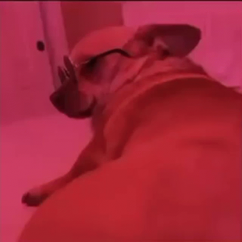 A Dog Wearing Glasses Is Laying Down On A Bed GIF
