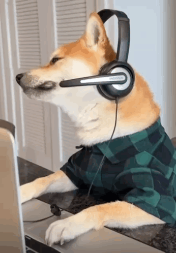 A Dog Wearing Headphones And A Plaid Shirt Is Using A Laptop GIF