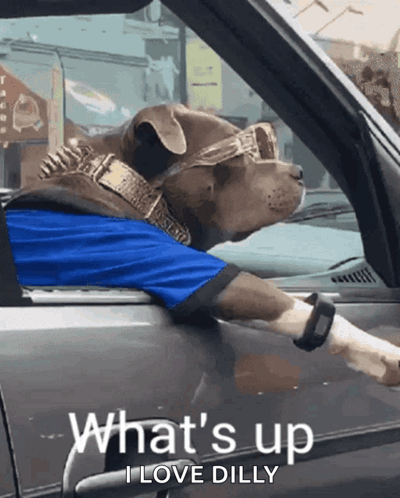 A Dog Wearing Sunglasses And A Blue Shirt Is In A Car GIF