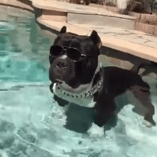 A Dog Wearing Sunglasses And A Collar Is Swimming In A Pool . GIF
