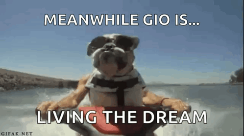 A Dog Wearing Sunglasses And A Life Jacket Is Riding A Jet Ski . GIF