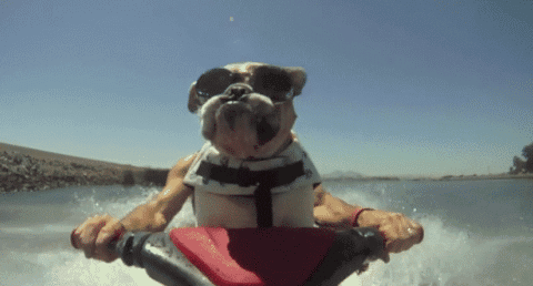 A Dog Wearing Sunglasses And A Life Jacket Rides A Jet Ski GIF