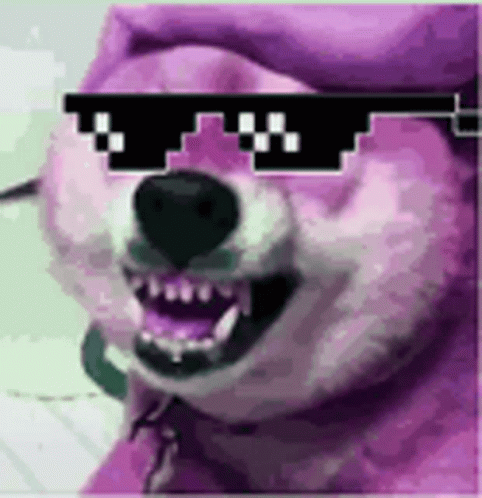 A Dog Wearing Sunglasses And A Purple Hat Is Looking At The Camera . GIF