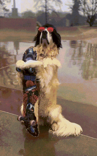 A Dog Wearing Sunglasses Holds A Skateboard On Its Hind Legs GIF