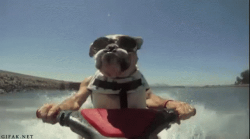 A Dog Wearing Sunglasses Is Riding A Jet Ski On A Lake . GIF