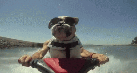 A Dog Wearing Sunglasses Is Riding A Jet Ski . GIF