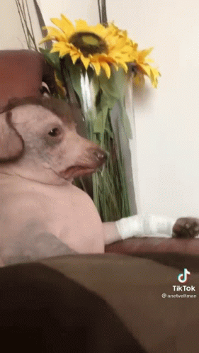 A Dog With A Bandage On Its Paw Is Sitting On A Couch Next To A Vase Of Sunflowers . GIF