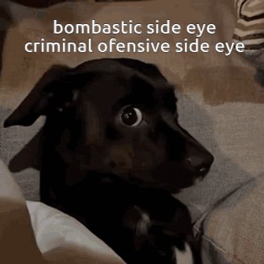 A Dog With A Bombastic Side Eye Is Looking At The Camera GIF