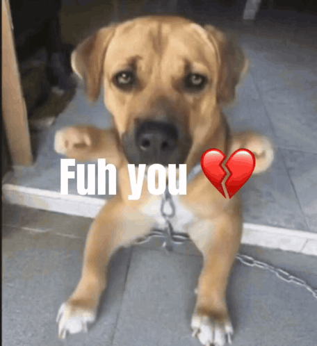 A Dog With A Broken Heart And The Words " Fuh You " Written On It GIF