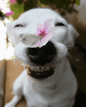 A Dog With A Butterfly In Its Mouth GIF