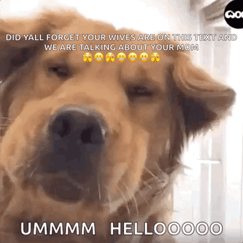 A Dog With A Caption That Says " Did Yall Forget Your Wives Are On This Text " GIF