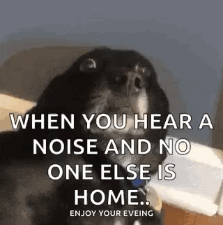 A Dog With A Caption That Says `` When You Hear A Noise And No One Else Is Home ... Enjoy Your Evening '' . GIF