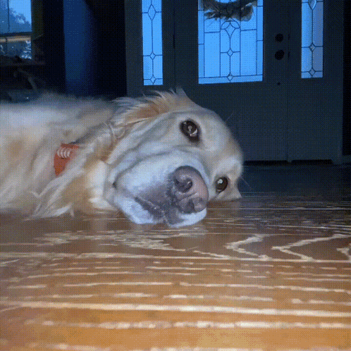A Dog With A Collar That Says ' Coca Cola ' On It Laying On The Floor GIF