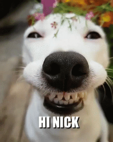 A Dog With A Flower Crown On Its Head Is Smiling And Says Hi Nick On The Bottom GIF
