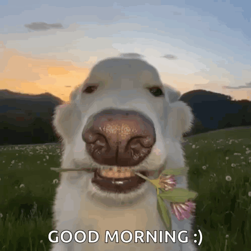 A Dog With A Flower In Its Mouth Says Good Morning GIF