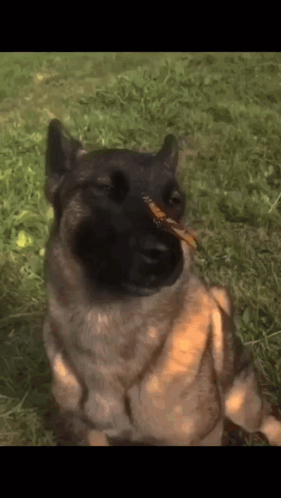 A Dog With A Leaf In Its Mouth Looks At The Camera GIF
