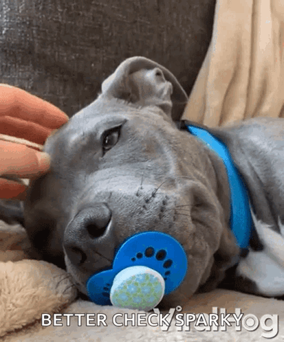 A Dog With A Pacifier In Its Mouth Is Laying Down GIF