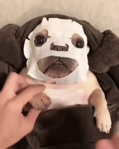 A Dog With A Paper Mask On Its Face Is Being Held By A Person GIF