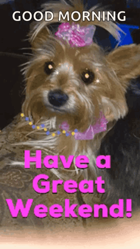 A Dog With A Pink Bow On Its Head And The Words Good Morning Have A Great Weekend GIF
