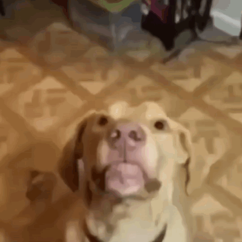 A Dog With A Pink Nose Is Sticking Its Tongue Out While Sitting On A Tiled Floor . GIF
