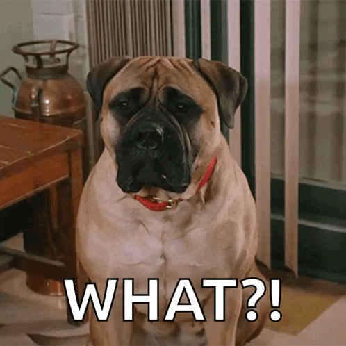 A Dog With A Red Collar Is Sitting Next To A Sign That Says " What " GIF