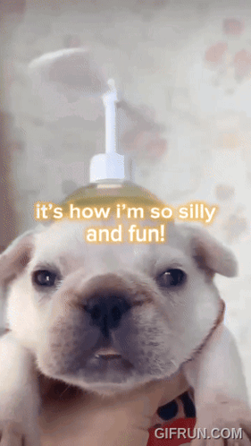 A Dog With A Soap Dispenser On Its Head And The Words " It 'S How I 'M So Silly And Fun " GIF