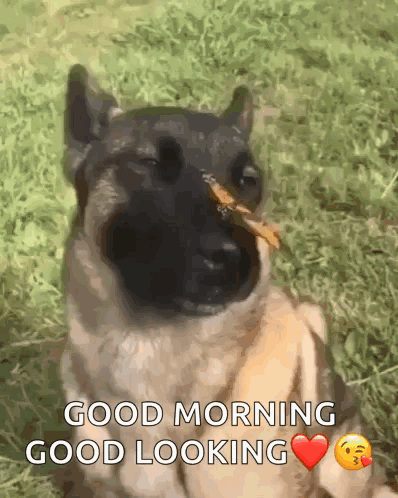 A Dog With A Stick In Its Mouth Says Good Morning GIF