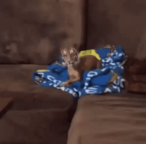 A Dog With A Tiger 'S Face Is Standing On A Couch GIF