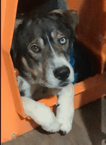 A Dog With Blue Eyes Is Laying In An Orange Doghouse GIF