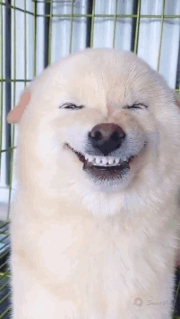 A Dog With Braces On Its Teeth Is Making A Funny Face In A Cage . GIF