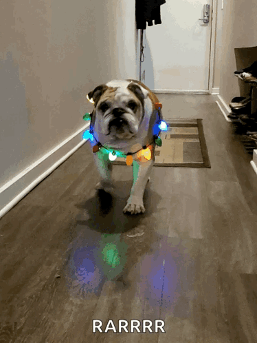 A Dog With Christmas Lights Around Its Neck Is Walking Down A Hallway With The Words Rarrrr Below It GIF