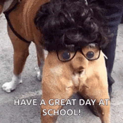 A Dog With Glasses And A Wig On Its Head Is Standing Next To A Person . GIF