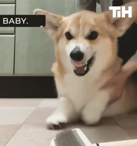 Dog Being Brushed With Th Letters Behind GIF