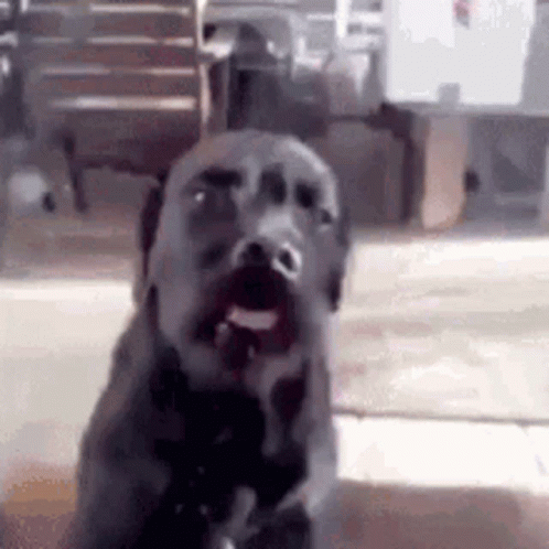 A Dog With Its Mouth Open Is Sitting On The Floor In A Room . GIF