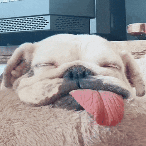 A Dog With Its Tongue Hanging Out Is Sleeping GIF