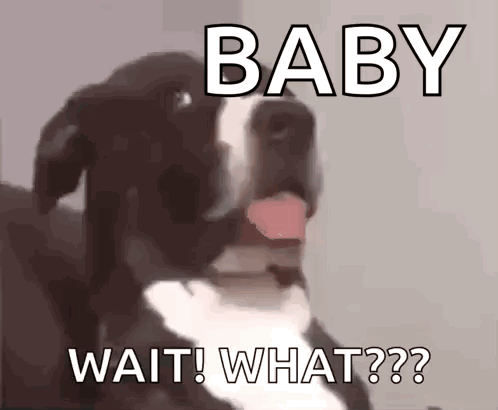 A Dog With Its Tongue Out And The Words Baby Wait What On It GIF