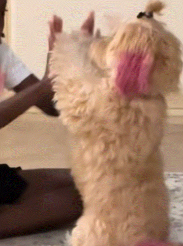 A Dog With Pink Ears Is Standing On Its Hind Legs While A Child Plays With It GIF