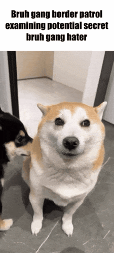 A Dog With The Caption Bruh Gang Border Patrol Examining Potential Secret GIF