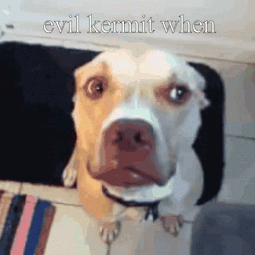 A Dog With The Words Evil Kermit When Written Above It GIF